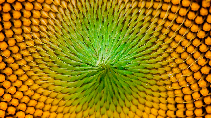 87_Miscelanea_Girasoles3