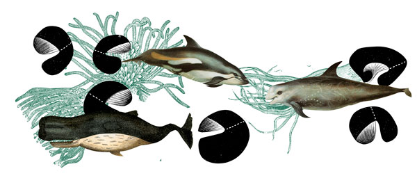 93_Observatorio_Delfines
